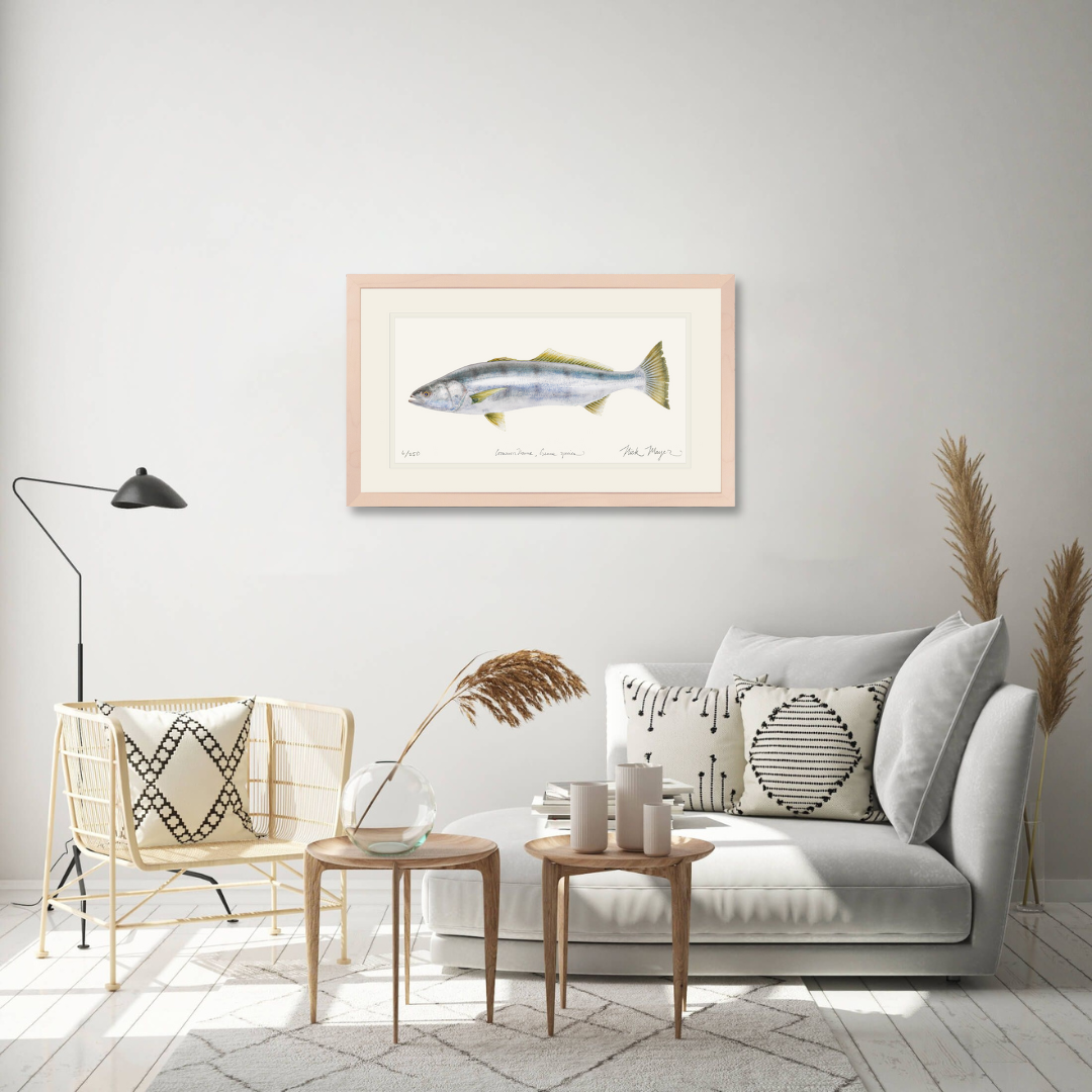 White Sea Bass Limited Edition Print