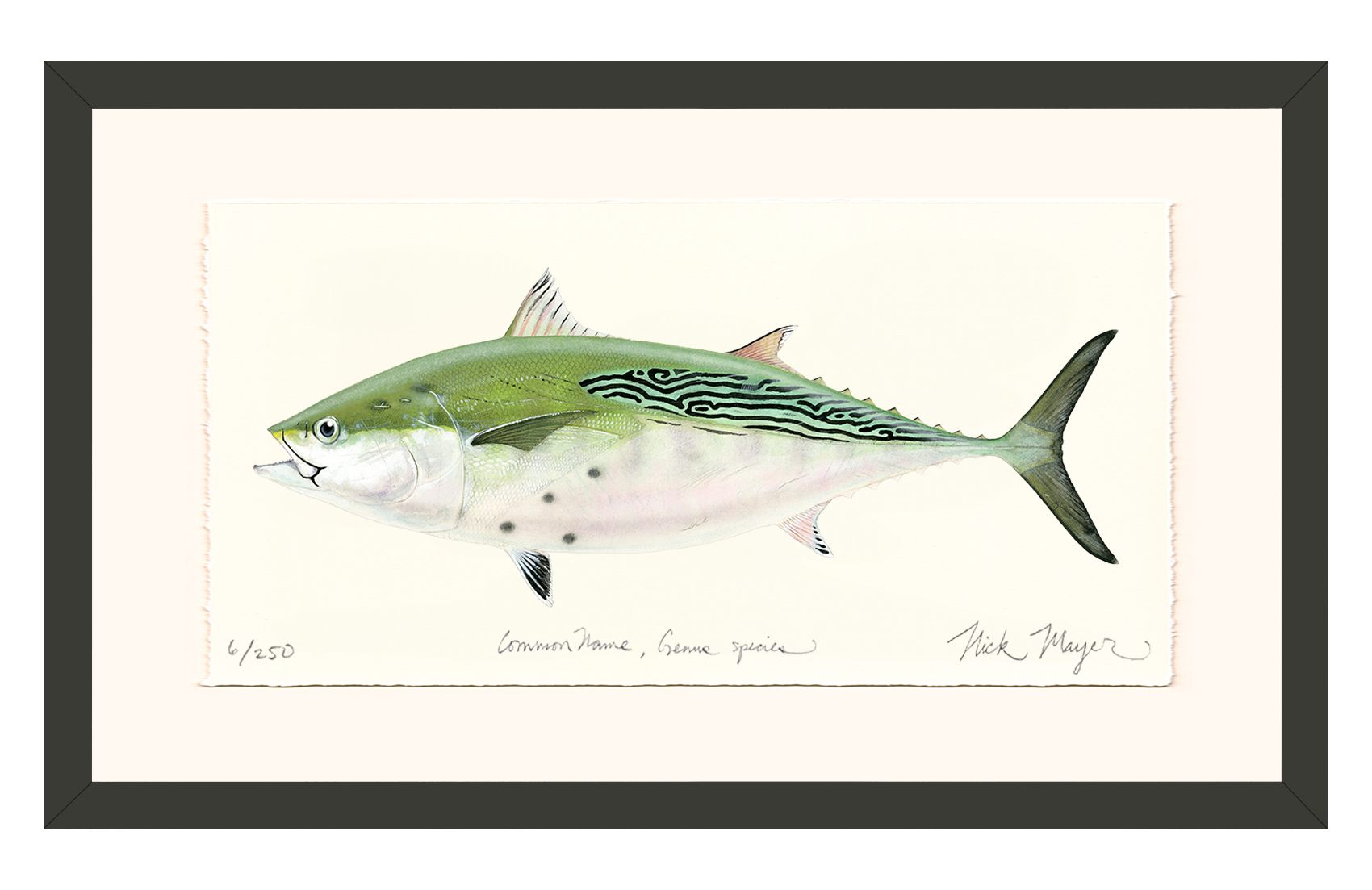 False Albacore IV Limited Edition Print - Best Seller
