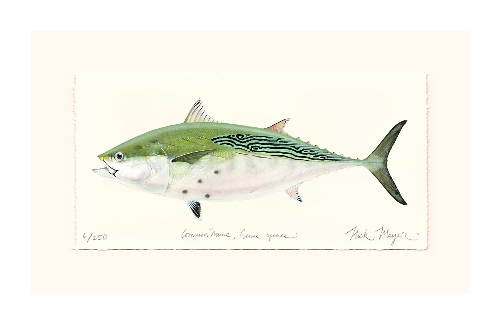 False Albacore IV Limited Edition Print - Best Seller