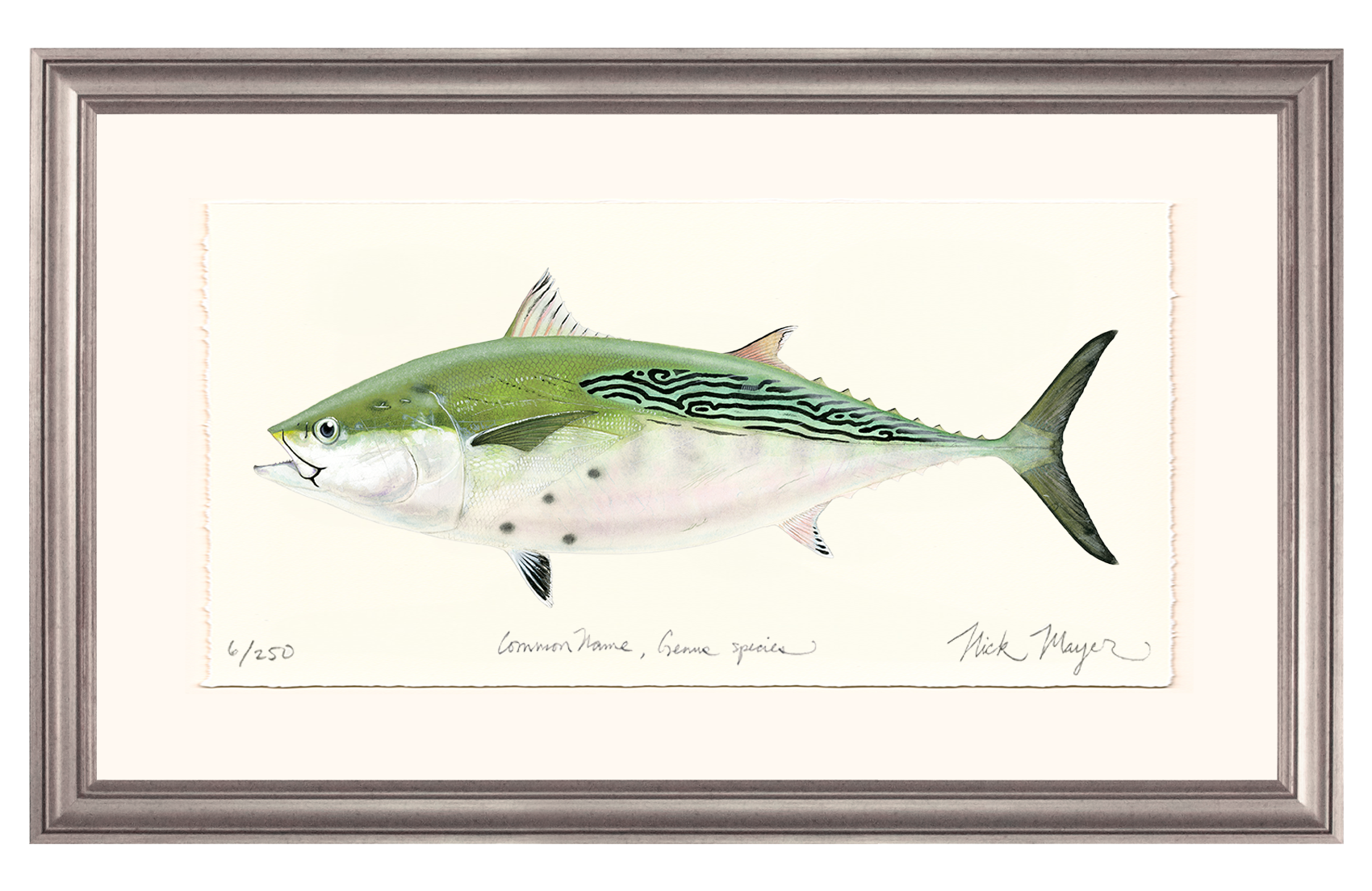 False Albacore IV Limited Edition Print - Best Seller