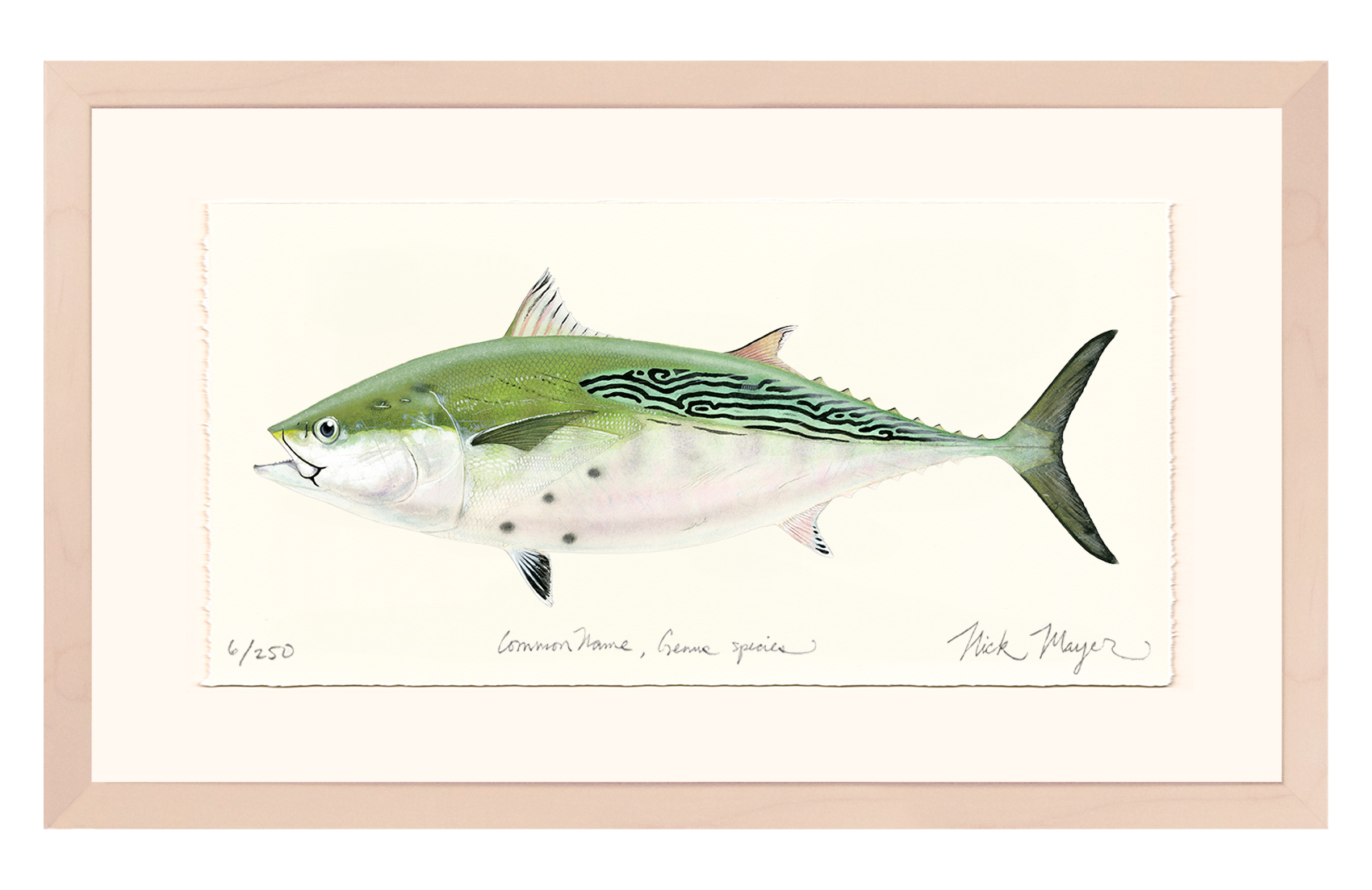 False Albacore IV Limited Edition Print - Best Seller