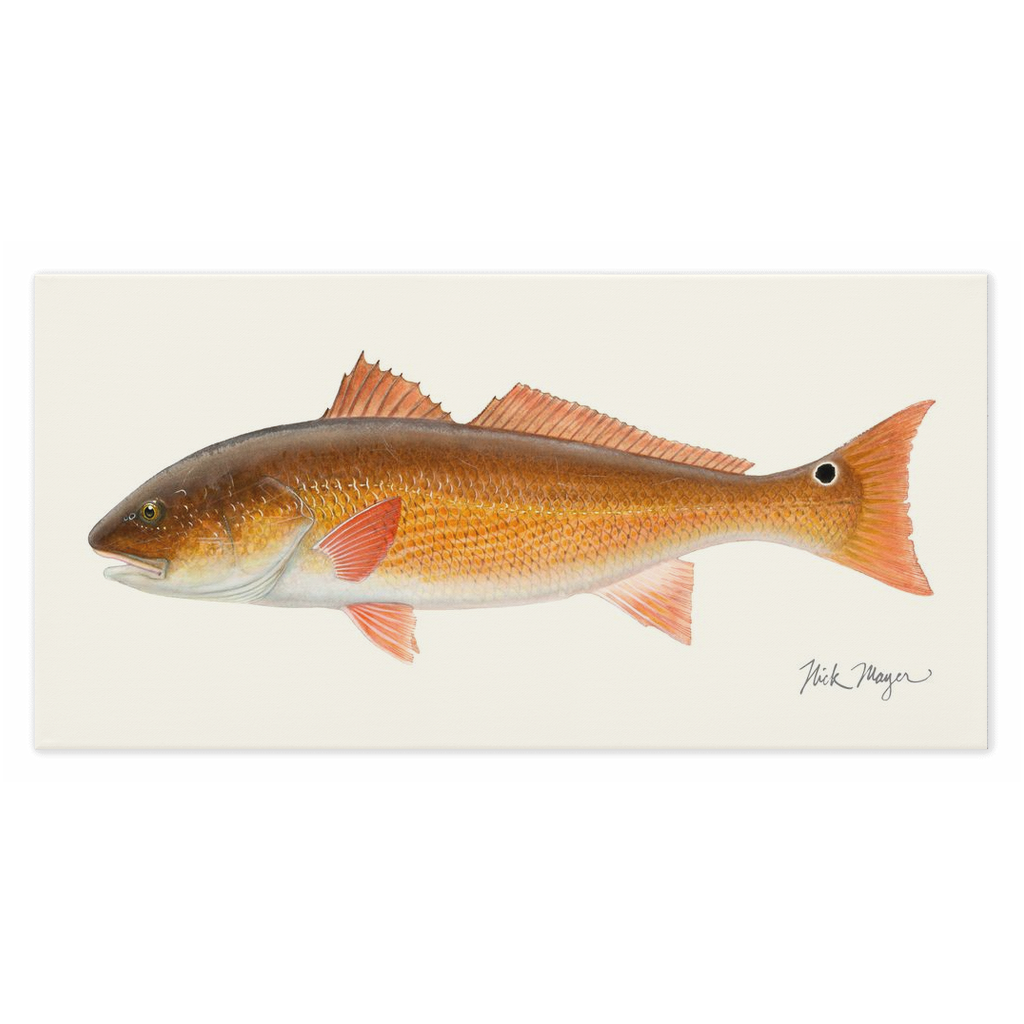 Redfish, 15 lbs Canvas Print