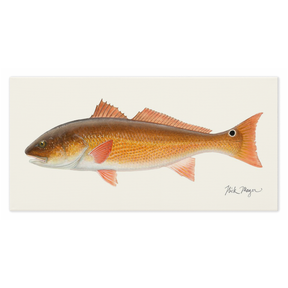 Redfish, 15 lbs Canvas Print