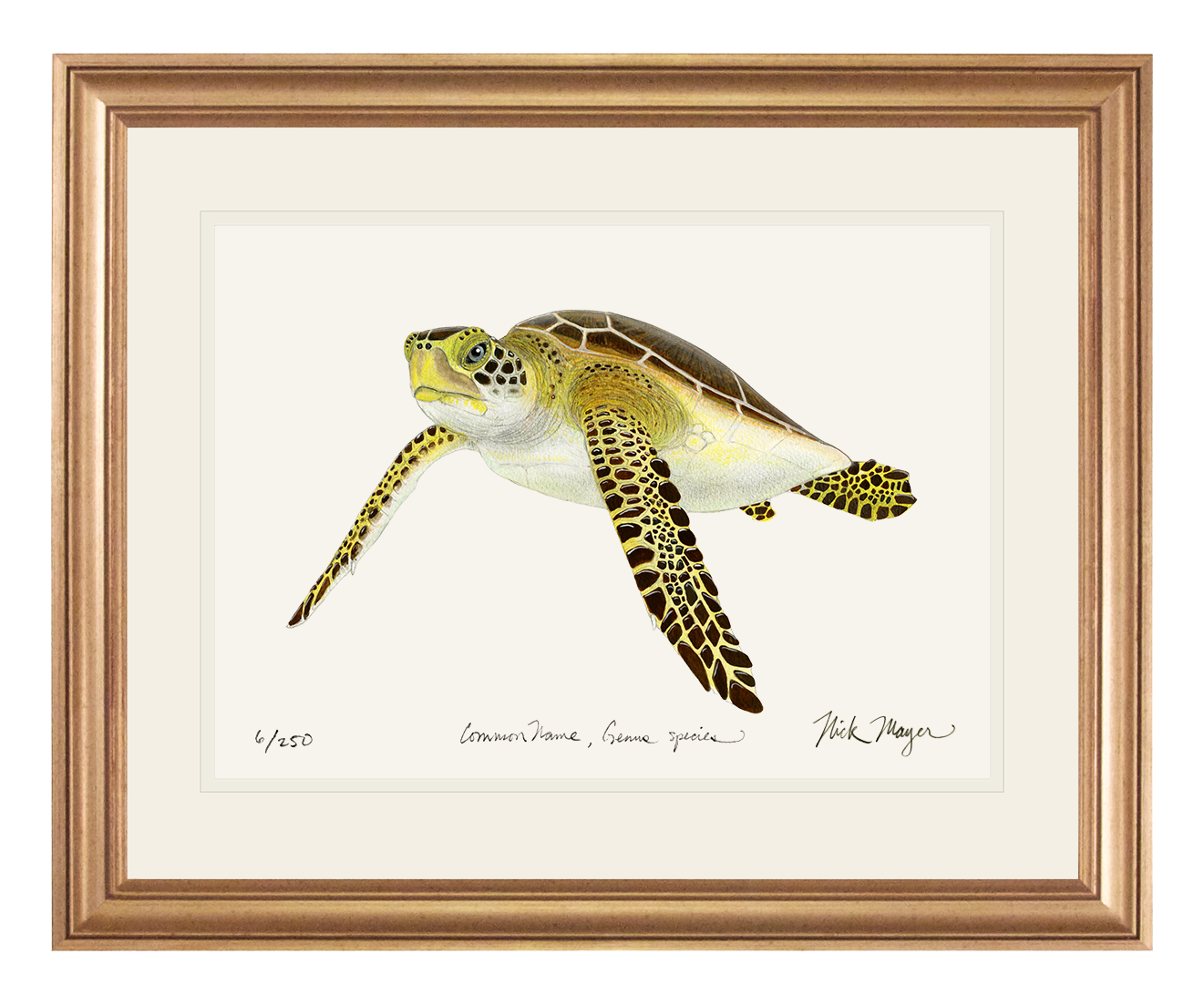 Juvenile Green Sea Turtle III Limited Edition Print - NEW