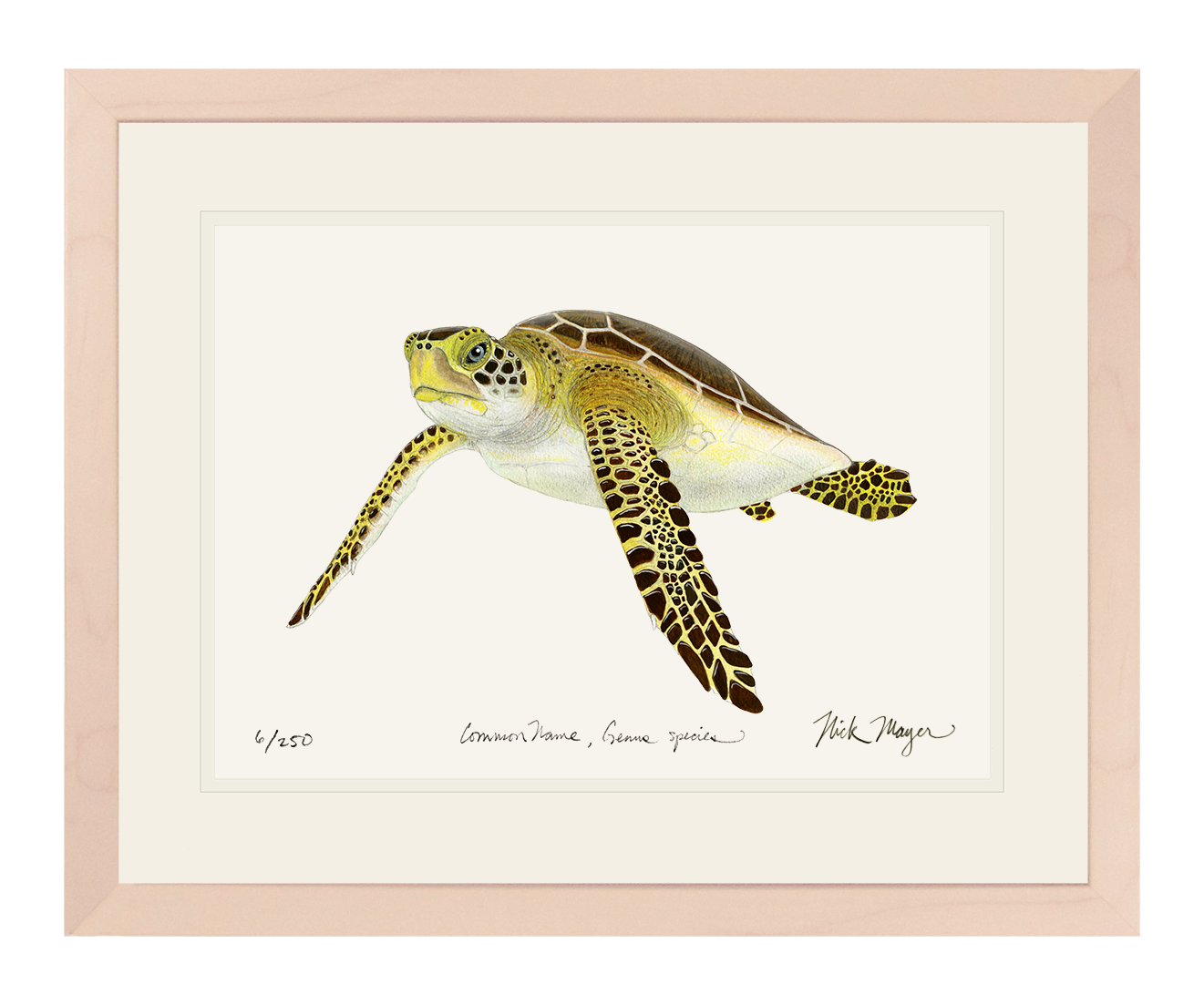 Juvenile Green Sea Turtle III Limited Edition Print - NEW