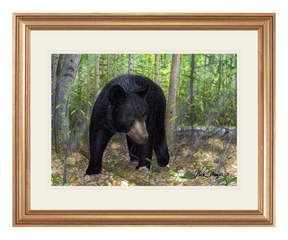 Black Bear Print