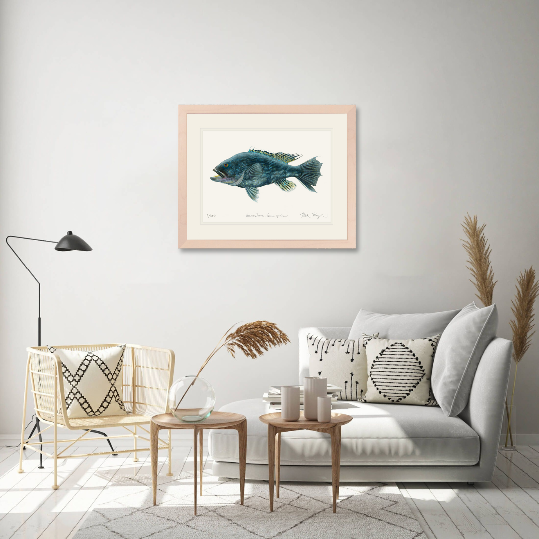 Black Sea Bass Limited Edition Print