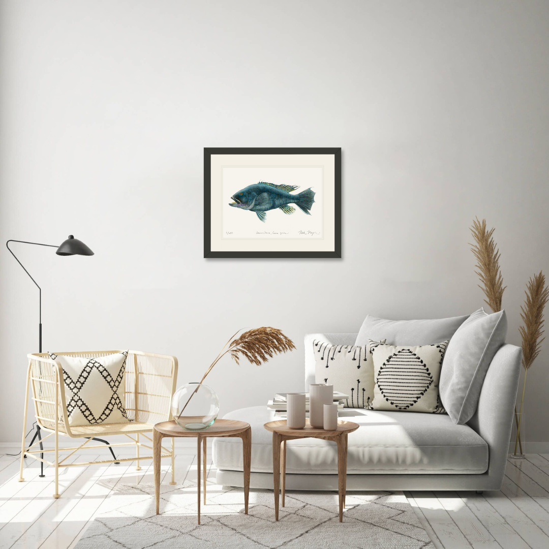 Black Sea Bass Print