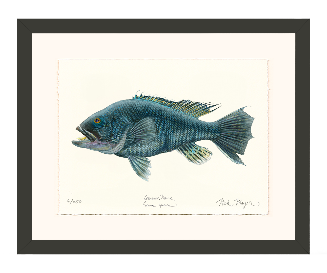 Black Sea Bass Limited Edition Print