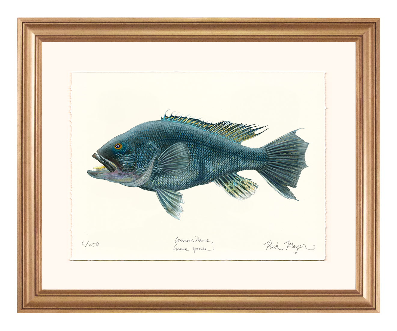 Black Sea Bass Limited Edition Print