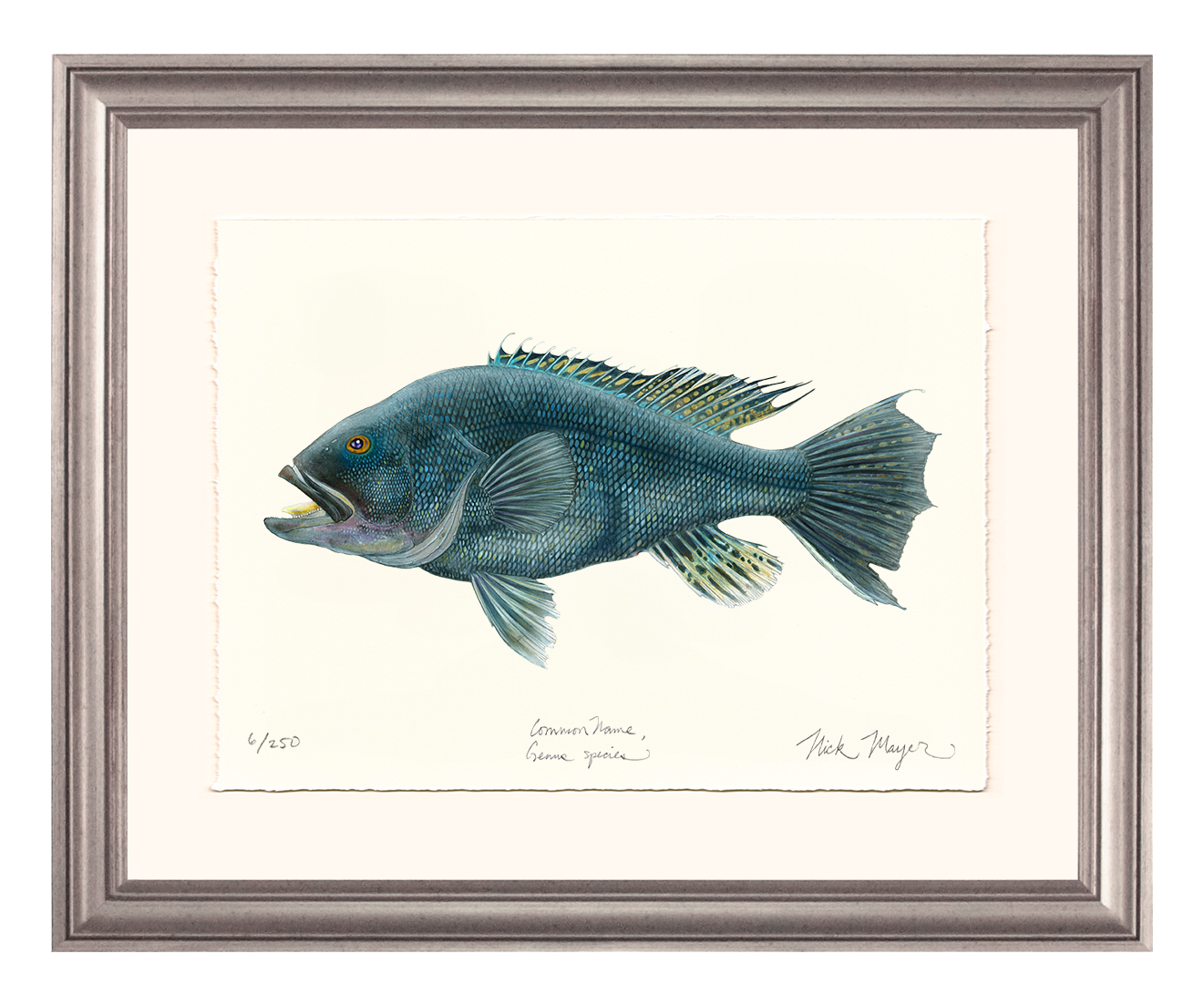 Black Sea Bass Limited Edition Print