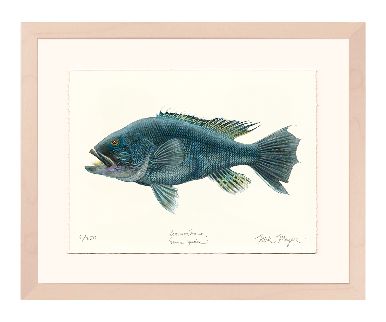 Black Sea Bass Limited Edition Print