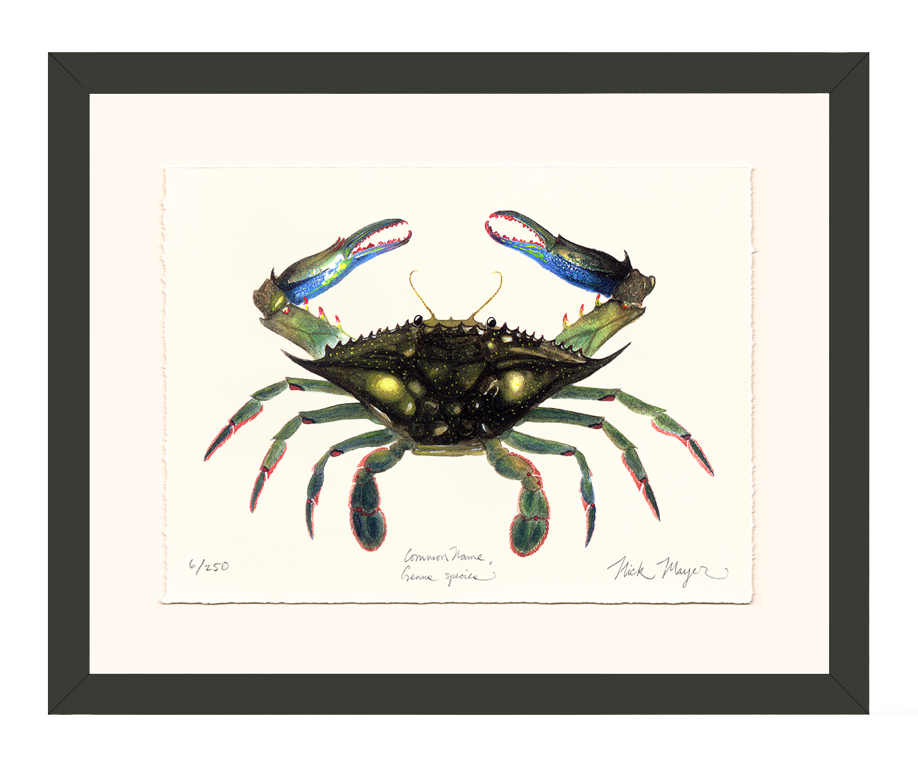 Blue Crab, Claws In Limited Edition Print
