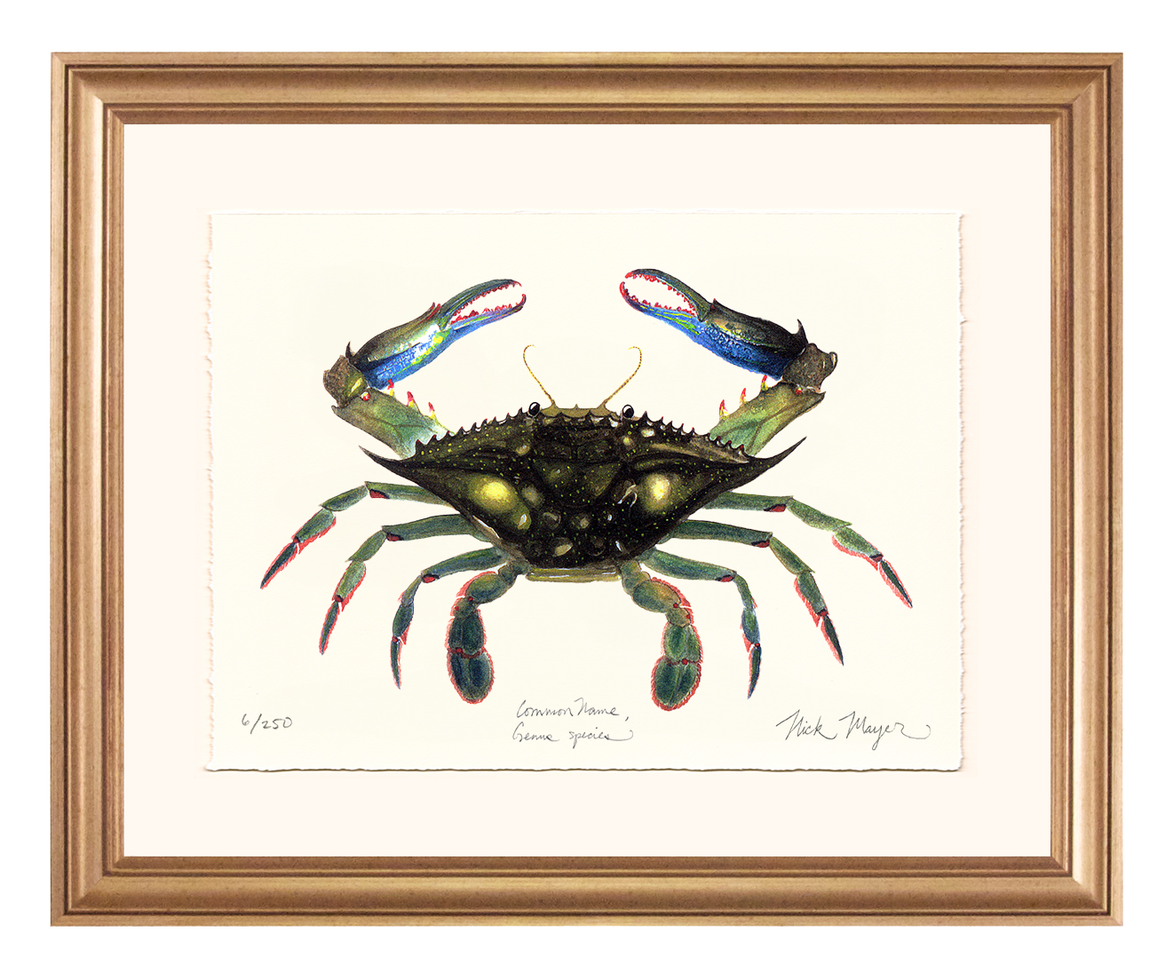 Blue Crab, Claws In Limited Edition Print