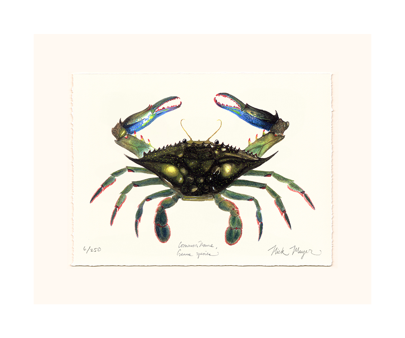 Blue Crab, Claws In Limited Edition Print