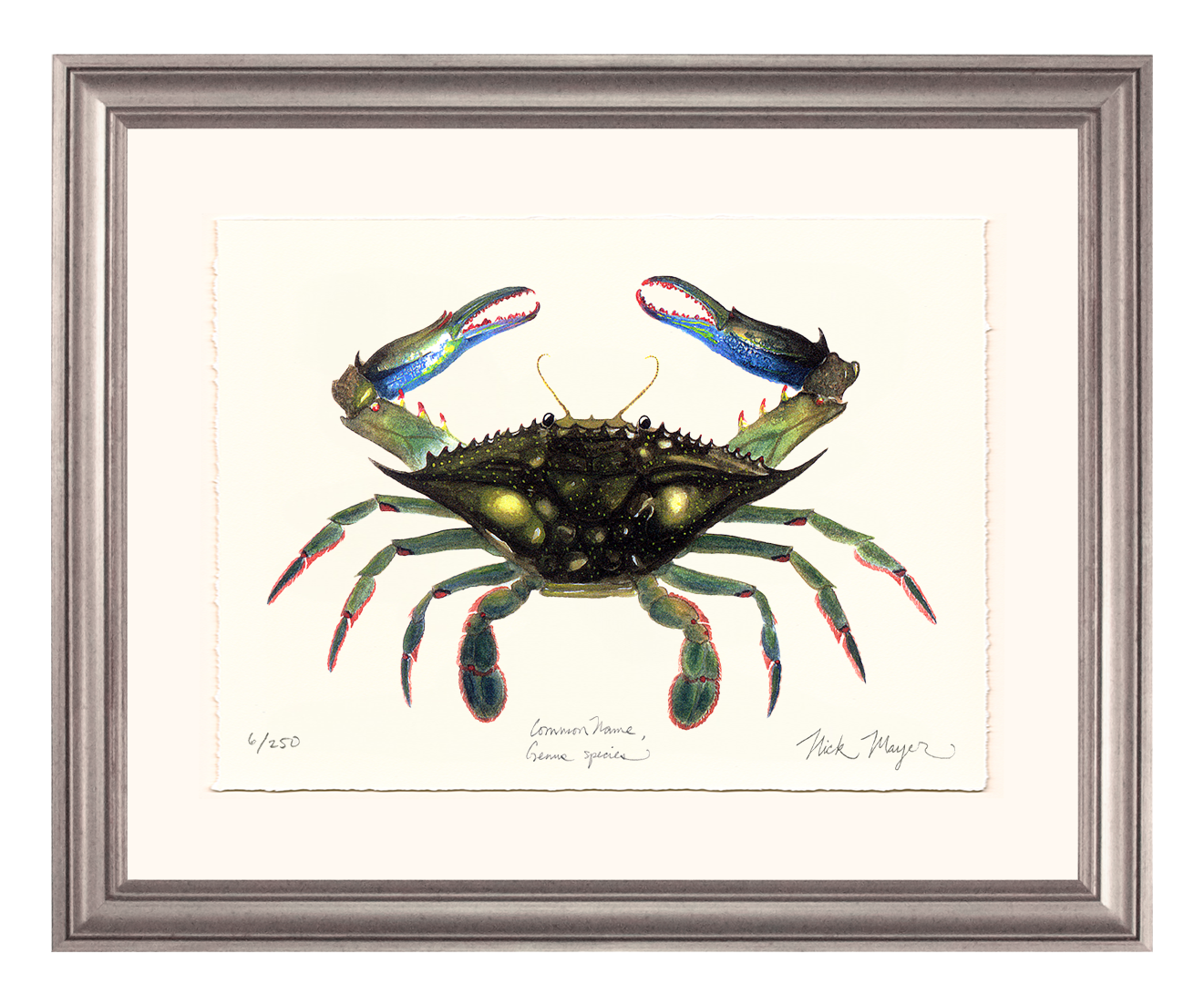Blue Crab, Claws In Limited Edition Print