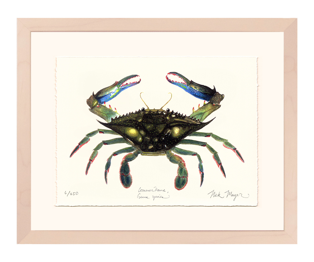 Blue Crab, Claws In Limited Edition Print