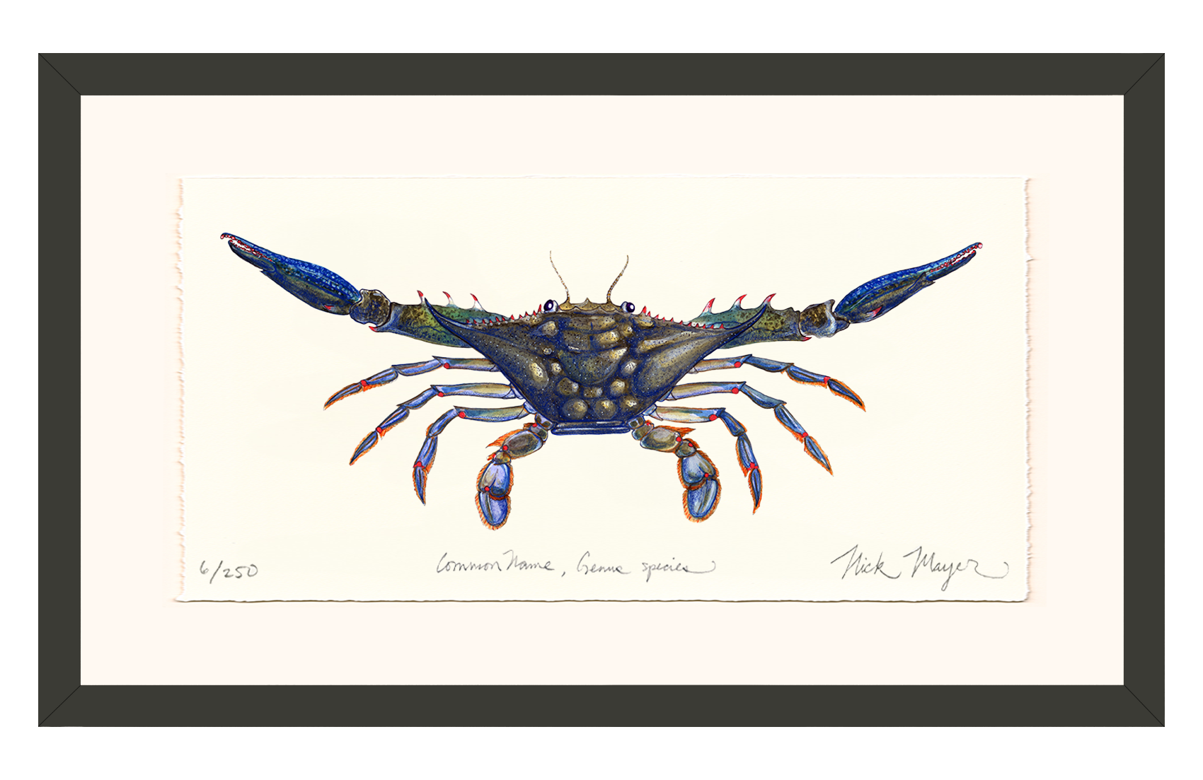 Blue Crab Claws Out Limited Edition Print