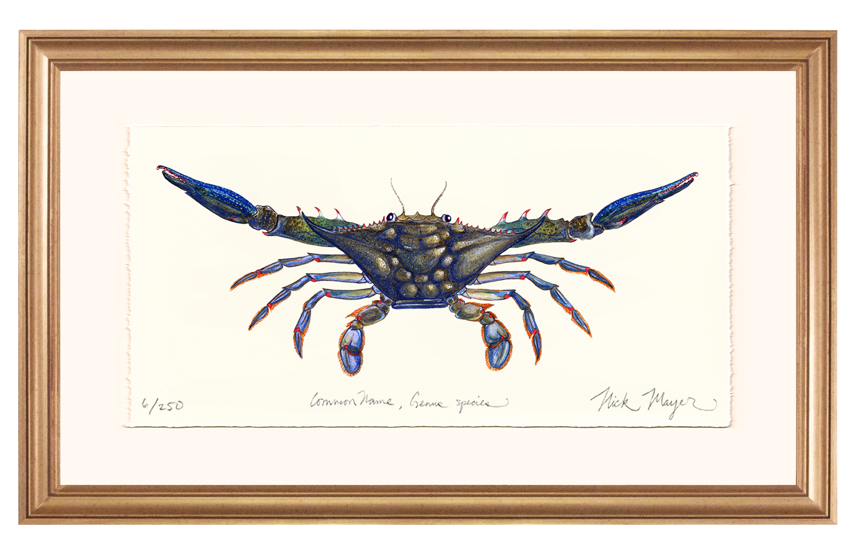 Blue Crab Claws Out Limited Edition Print