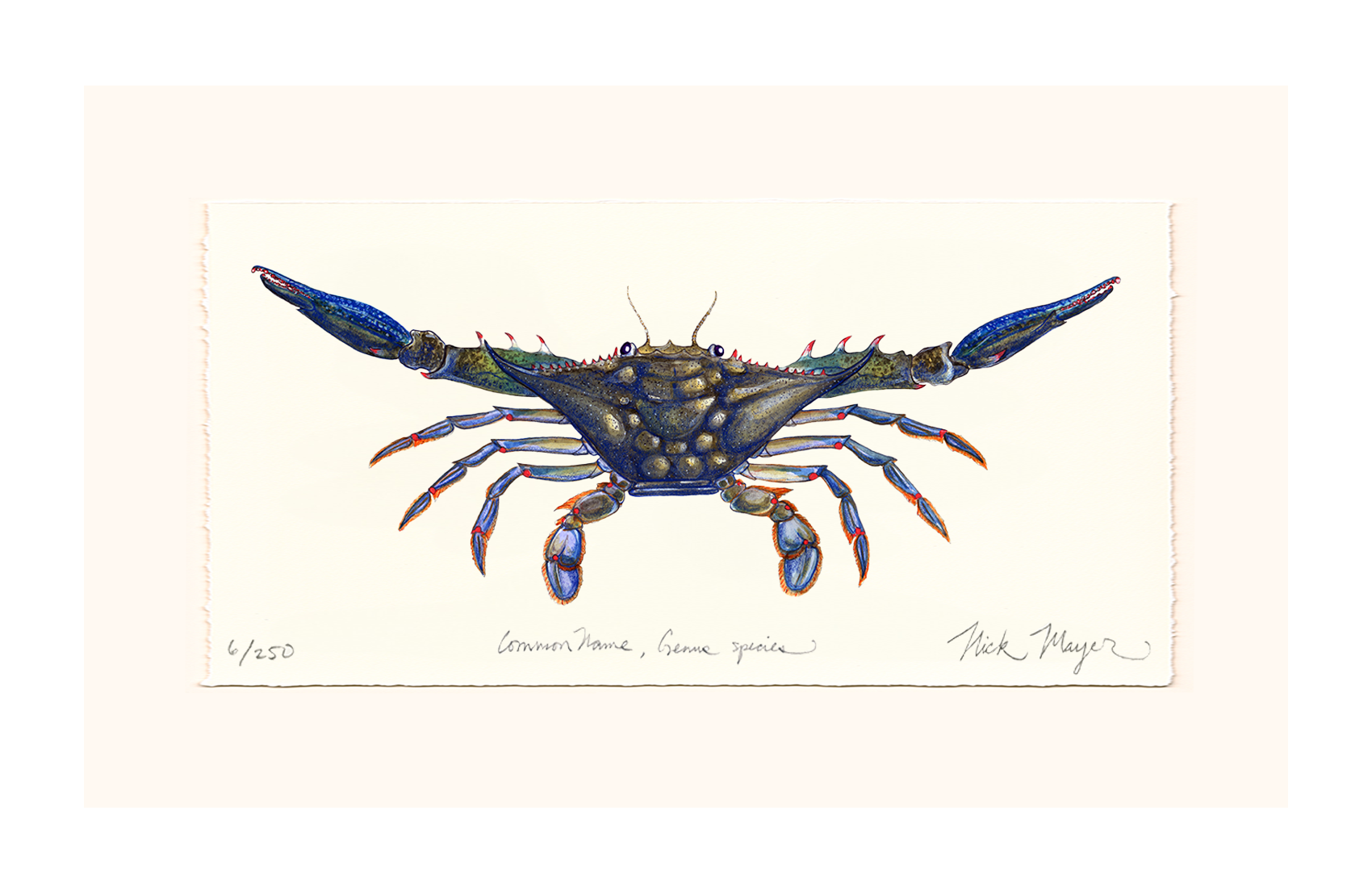 Blue Crab Claws Out Limited Edition Print