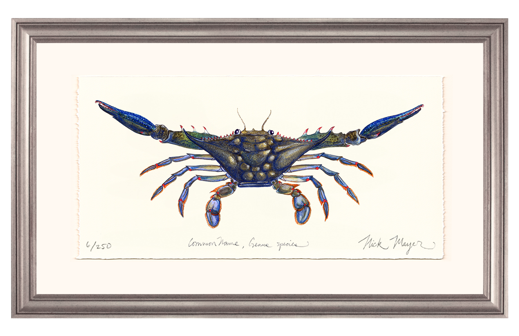 Blue Crab Claws Out Limited Edition Print