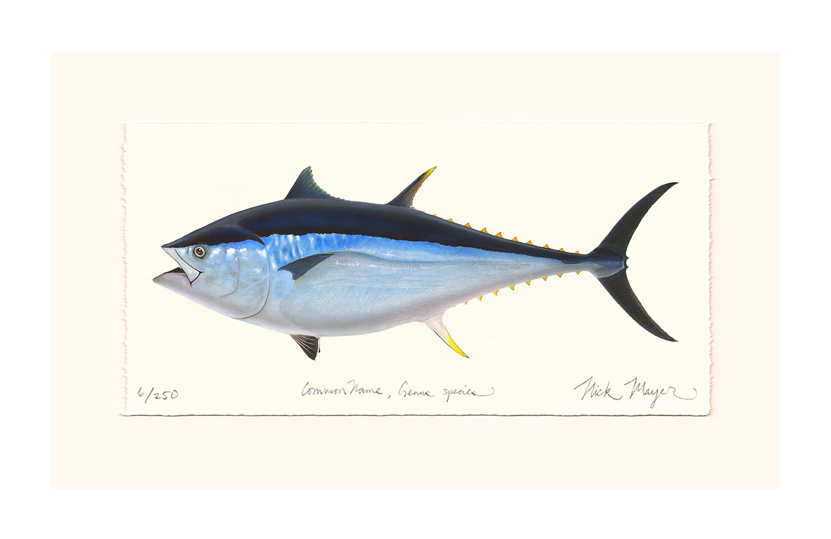 Giant Bluefin Tuna II Limited Edition Print - Best Seller
