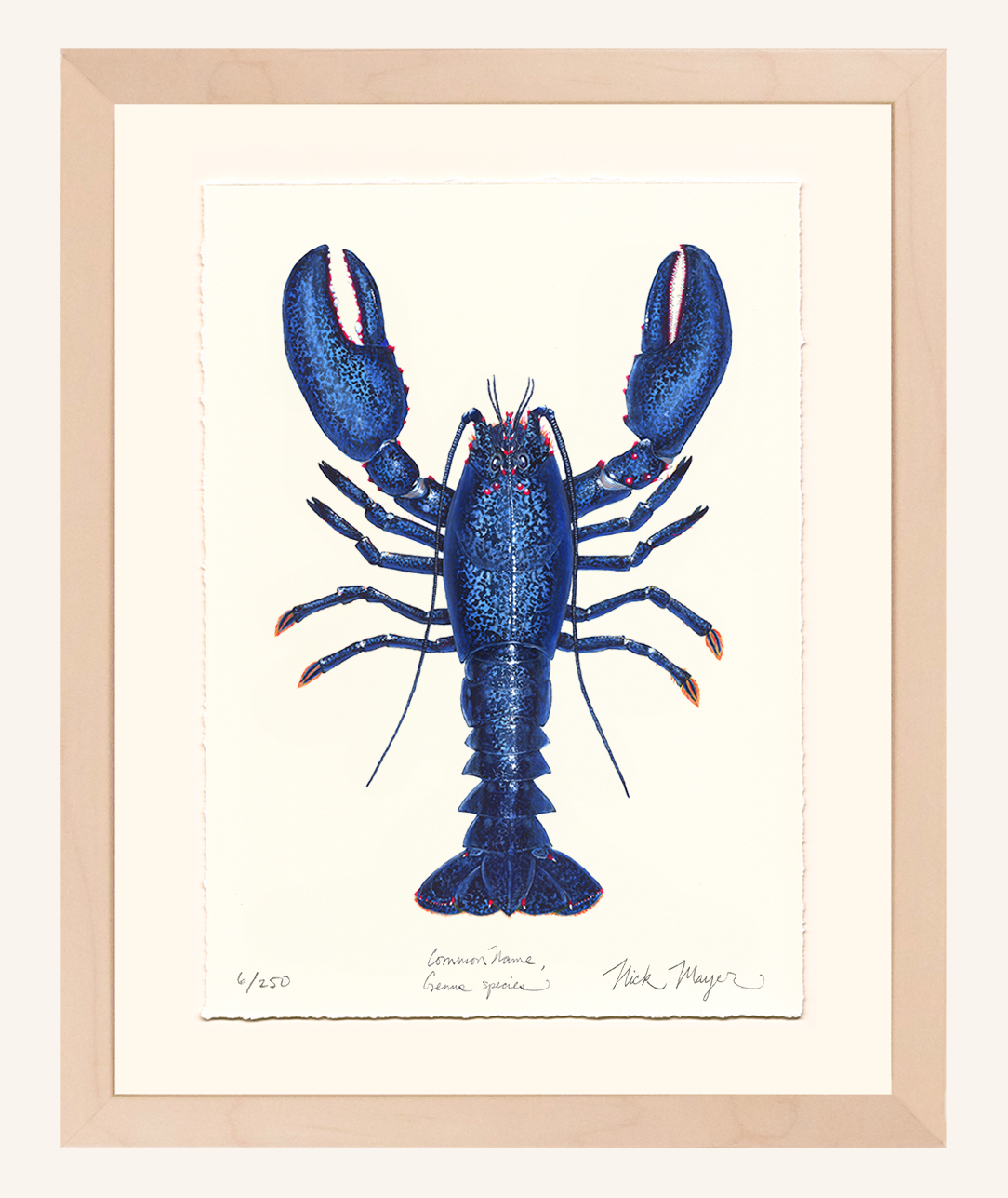 Blue Lobster II Limited Edition Print with Deckled Edge & Whitewashed Frame, 14" x 18" - READY TO SHIP