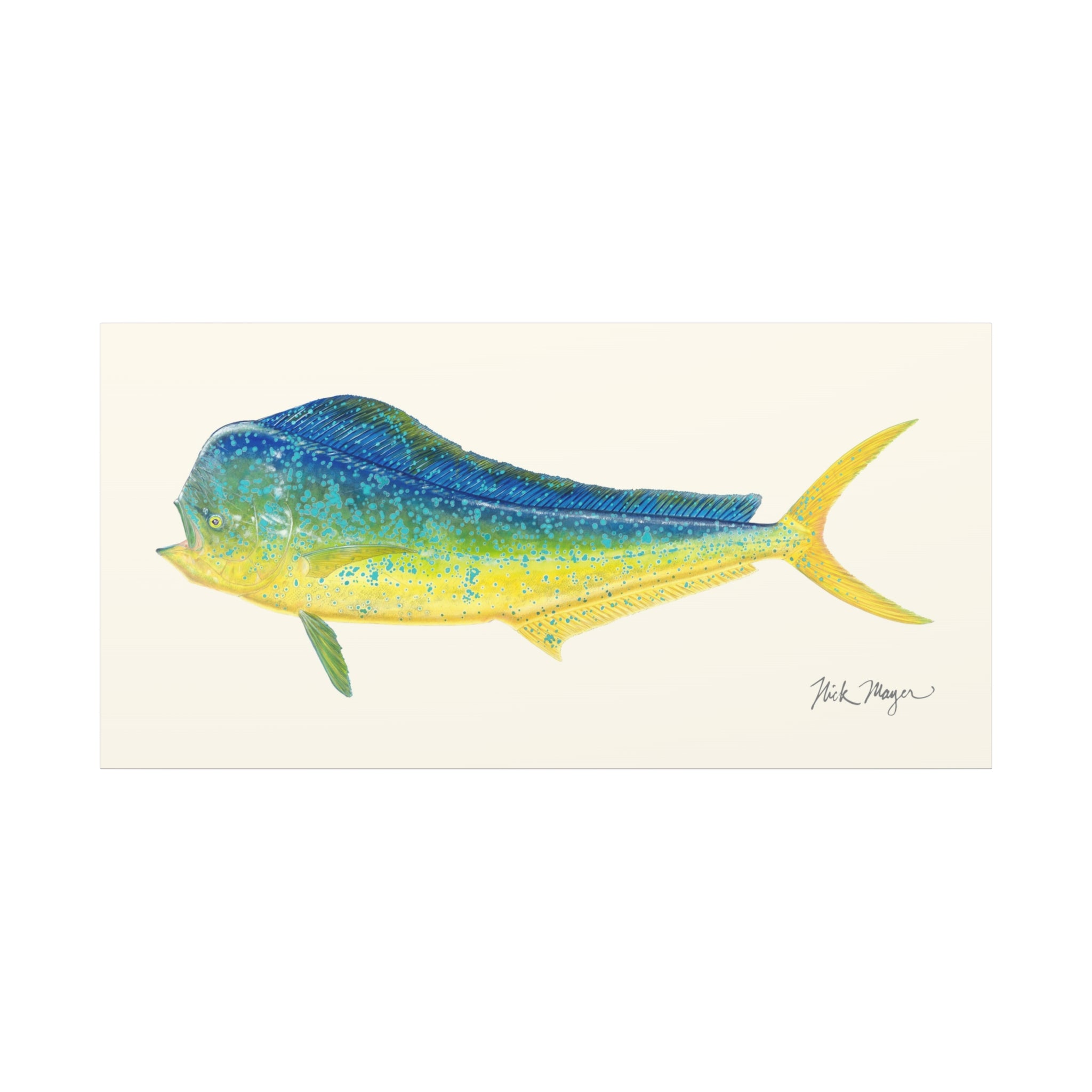 Bull Mahi Mahi Canvas Print, 10" x 20" - Only 1 Available Ready to Ship