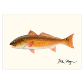 Redfish, 15 lbs Notecards