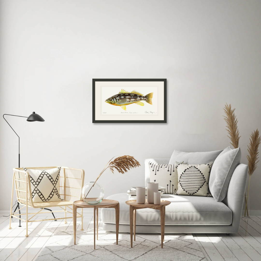 Calico Bass I Limited Edition Print