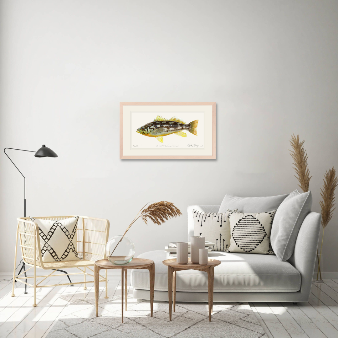 Calico Bass I Limited Edition Print