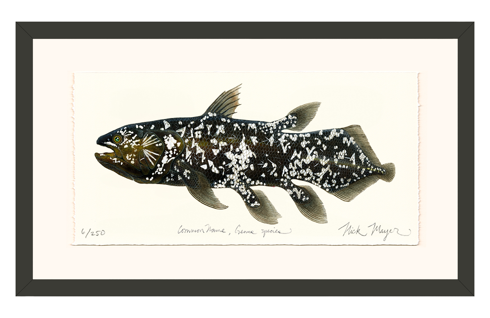 Coelacanth Limited Edition Print