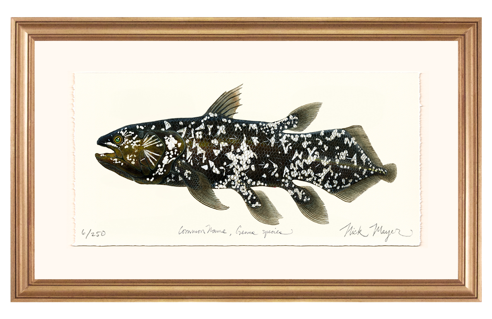 Coelacanth Limited Edition Print