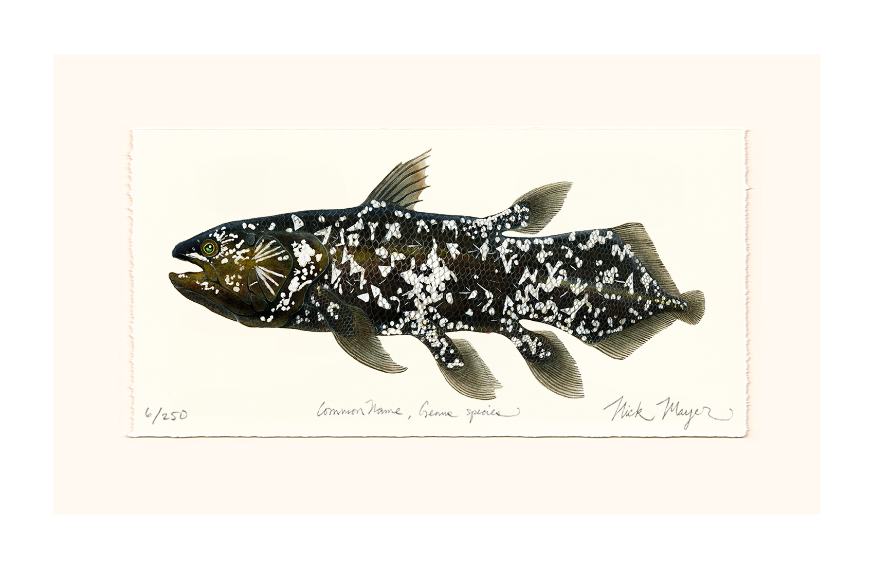 Coelacanth Limited Edition Print