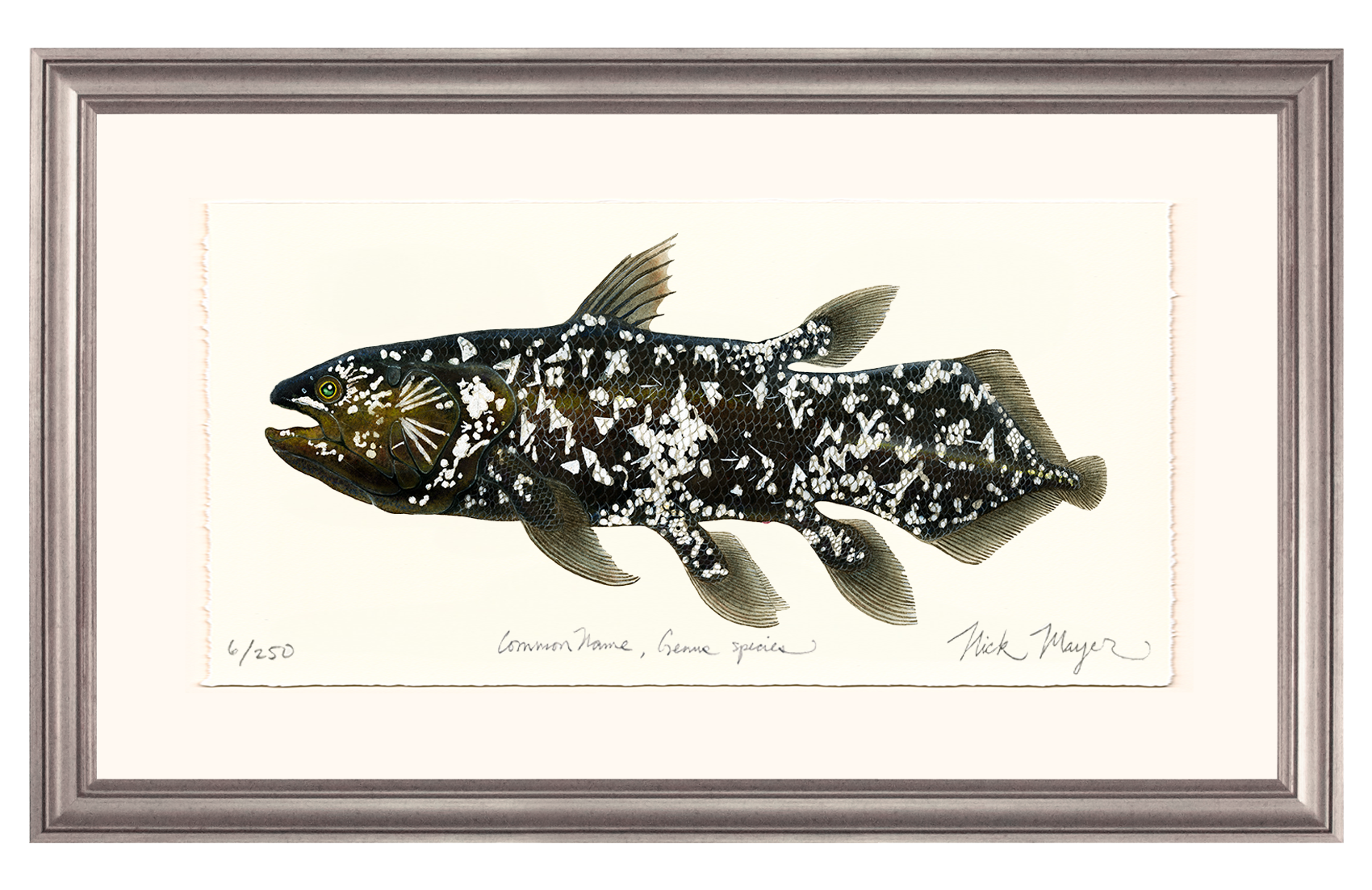 Coelacanth Limited Edition Print