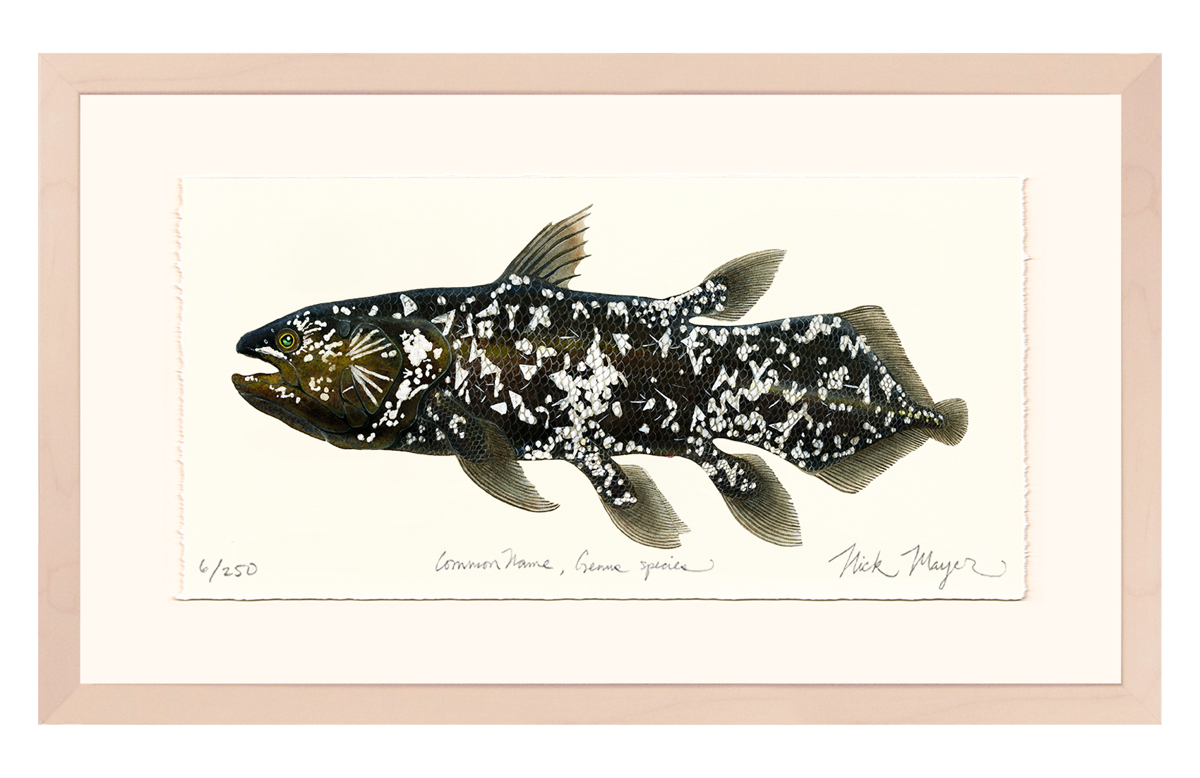 Coelacanth Limited Edition Print