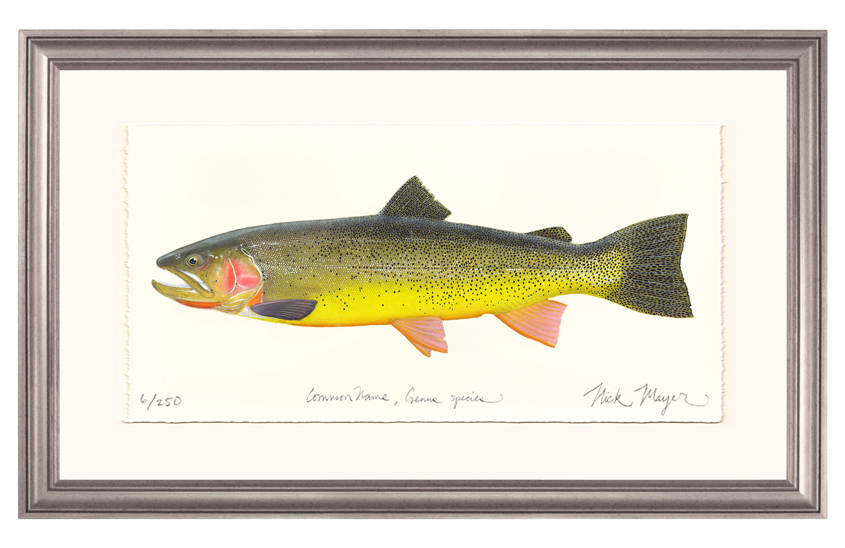 Cutthroat Trout 3 Limited Edition Print - NEW for May 2026!