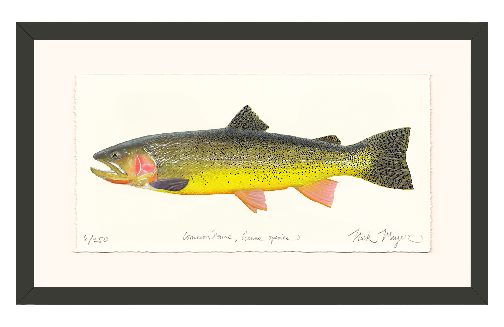 Cutthroat Trout 3 Limited Edition Print - NEW for May 2026!