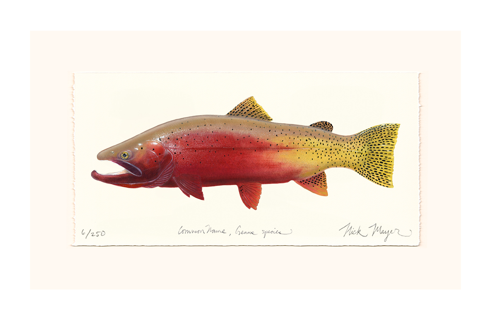Cutthroat Trout 2 Limited Edition Print - NEW for Holiday 2025!