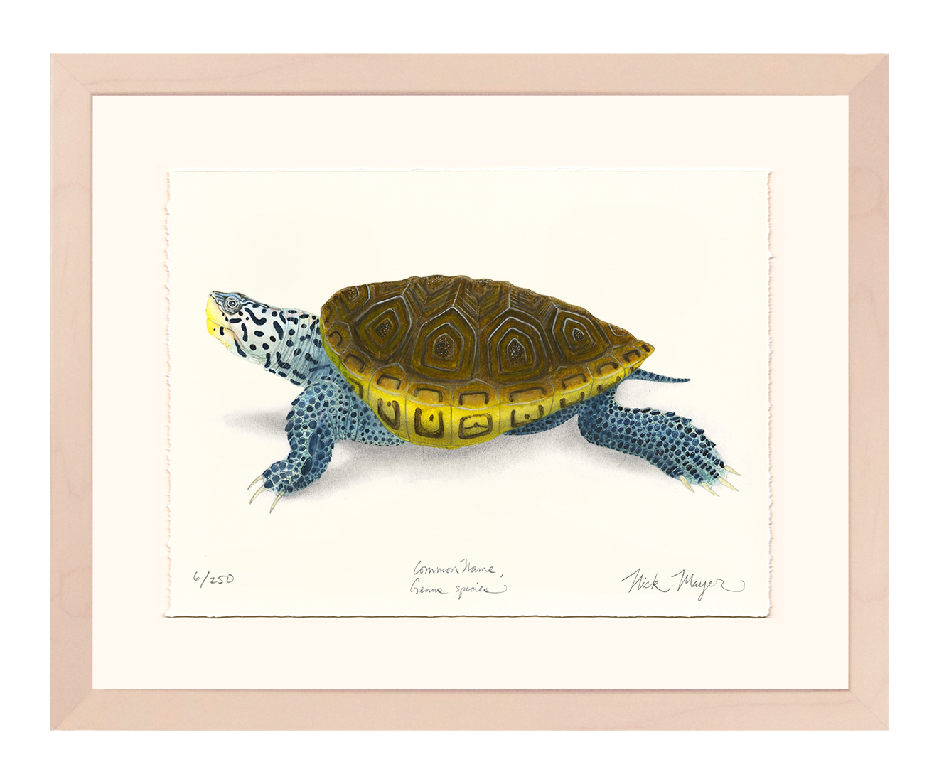 Diamondback Terrapin Limited Edition Print - NEW for June 2026!