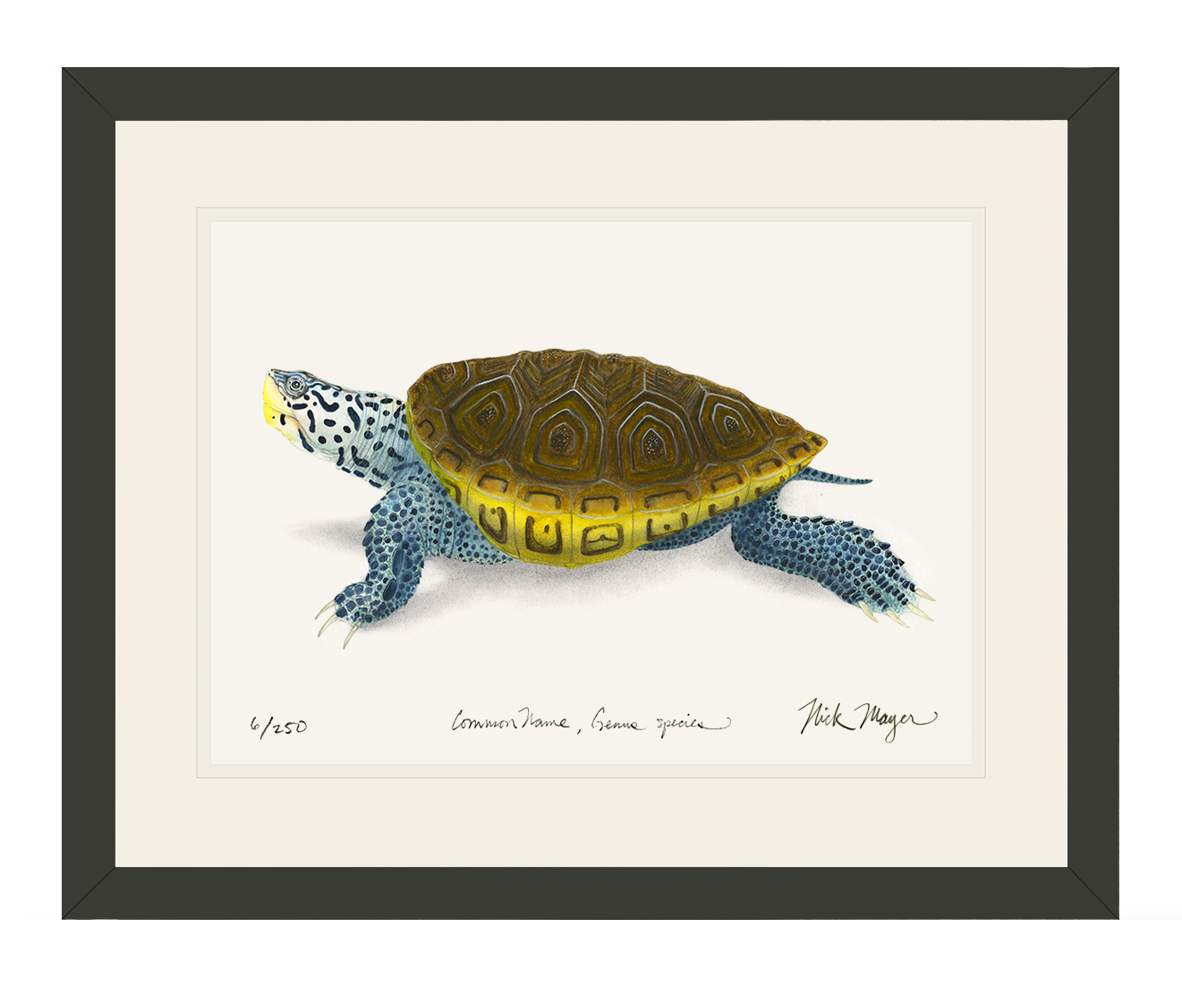 Diamondback Terrapin Limited Edition Print - NEW for June 2026!