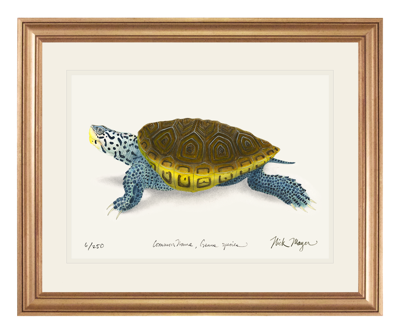 Diamondback Terrapin Limited Edition Print - NEW for June 2026!