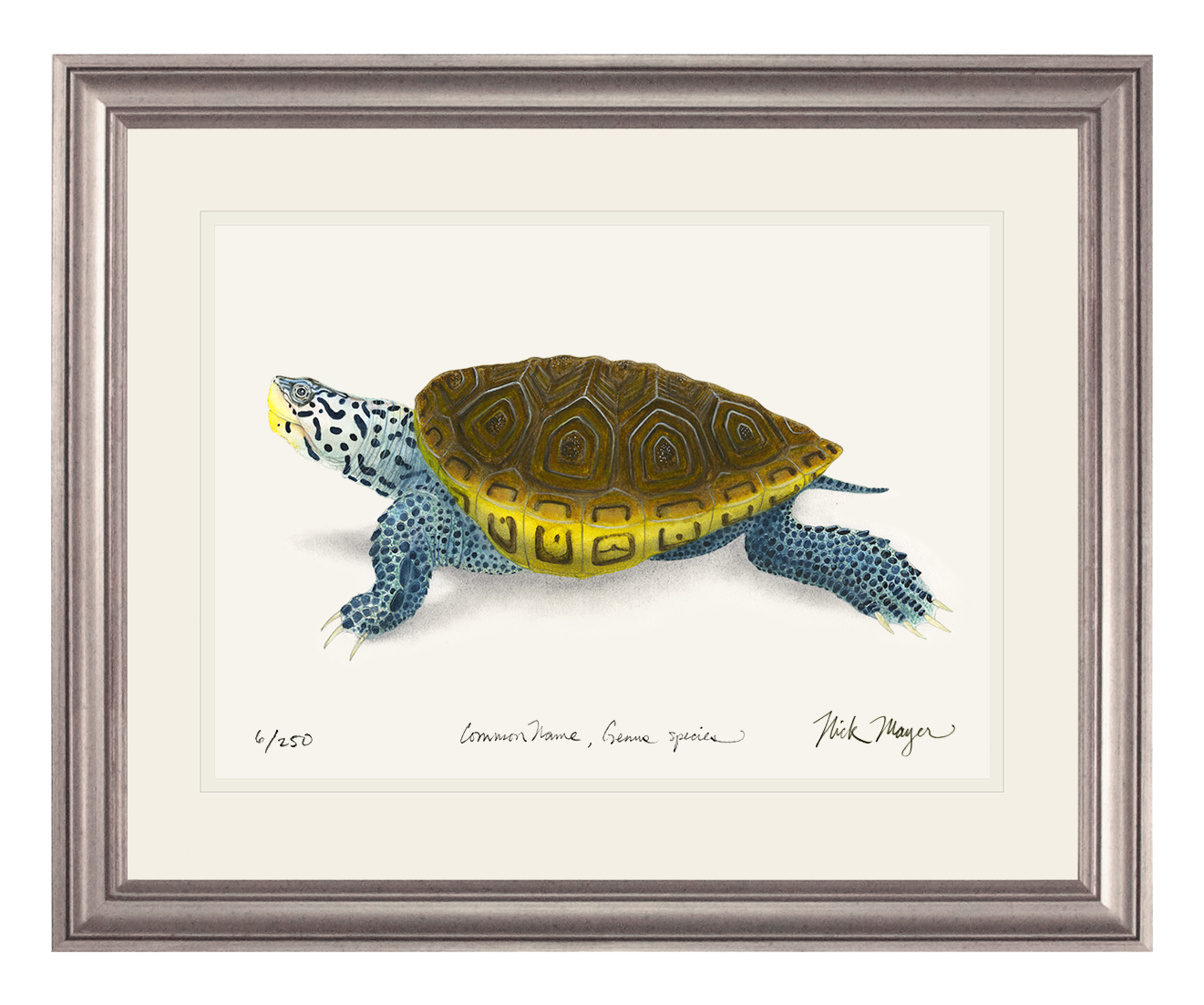 Diamondback Terrapin Limited Edition Print - NEW for June 2026!