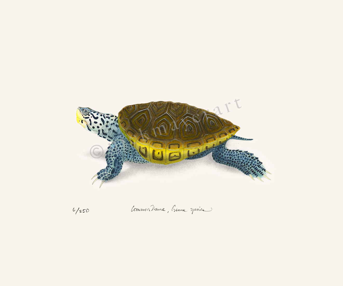 Diamondback Terrapin Limited Edition Print - NEW for June 2026!