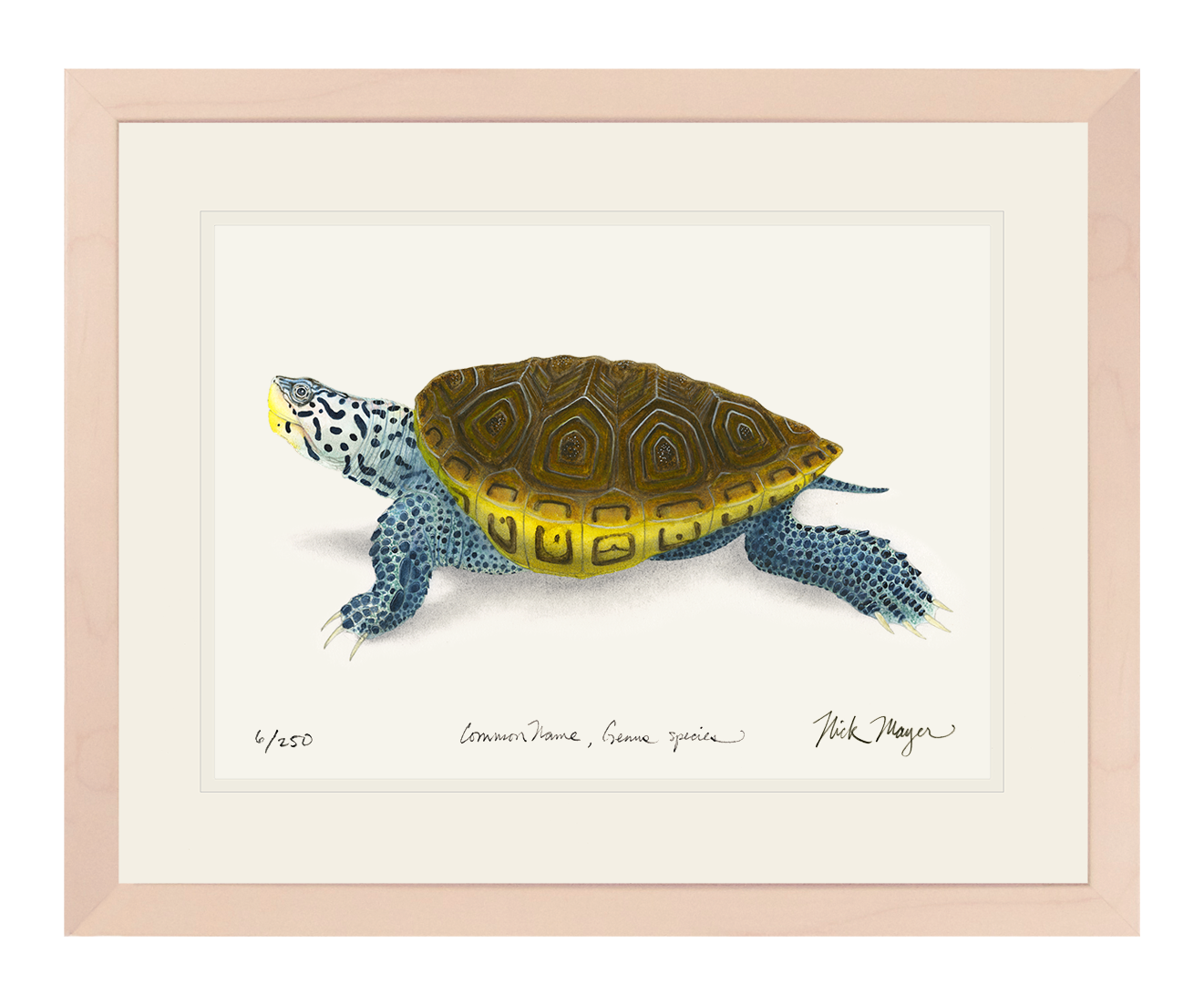 Diamondback Terrapin Limited Edition Print - NEW for June 2026!