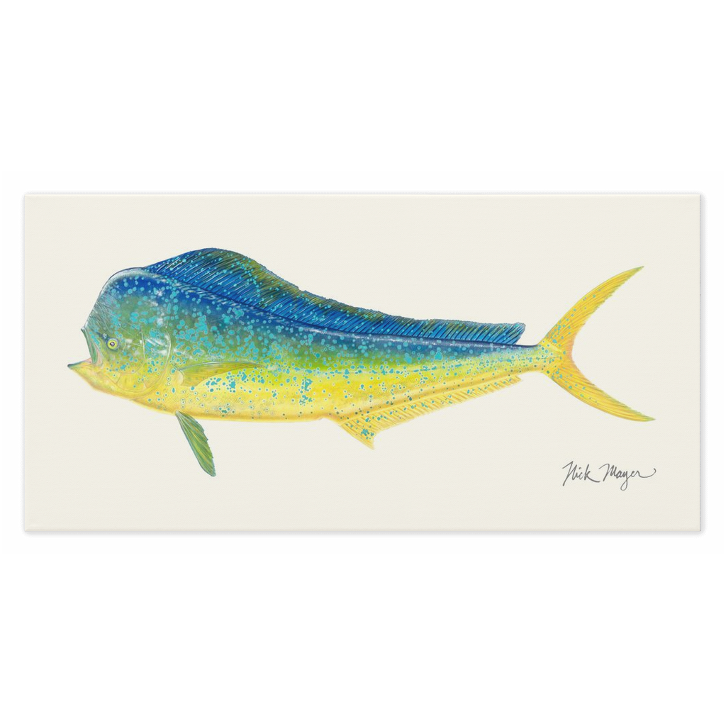 🎁 Bull Dorado/ Mahi Canvas Print (100% off)