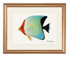 Hooded Butterflyfish Print - NEW