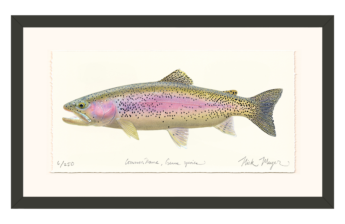 Rainbow Trout III Limited Edition Print Nick Mayer