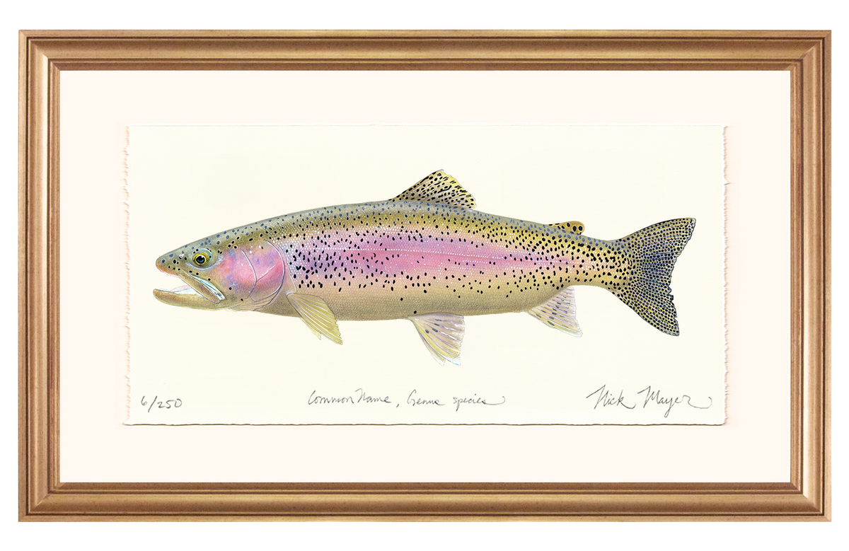 Rainbow Trout III Limited Edition Print Nick Mayer