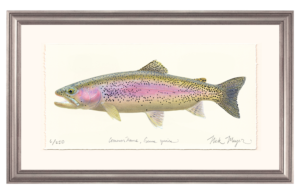 Rainbow Trout III Limited Edition Print Nick Mayer